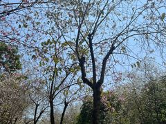 -广州白江湖森林公园