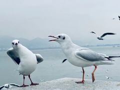 -海埂大坝