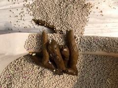 -爱侣宠医·鹦鹉专科·小型哺乳类·异宠专科(灵石路店)