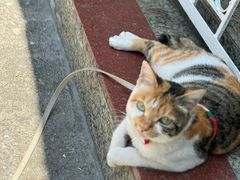 -Again Coffee Roaster(香蜜湖店)