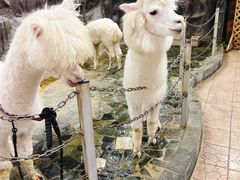 -上海大自然野生昆虫馆(东方明珠·爬宠昆虫探索中心)