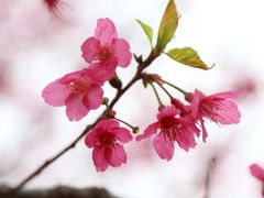 -天适樱花悠乐园