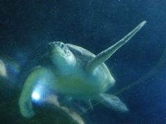 -大连圣亚海洋世界