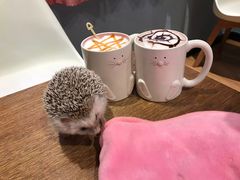 -藦茜花园宠物主题亲子互动体验馆(国顺东路店)