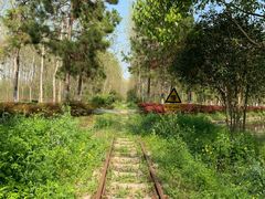 -合肥滨湖国家森林公园