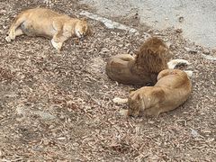 -大连森林动物园