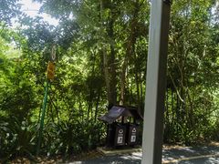 -西双版纳原始森林公园