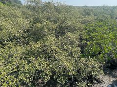 -北海金海湾红树林生态旅游区