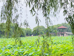 -荷塘月色湿地公园·向阳花洲