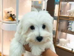 -翊宠yipet猫狗购宠庄园犬舍•猫舍