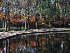 -上海共青森林公园