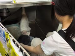 -宠颐生斯嘉宠物医院·急重症·心内科(谷阳北路分院)