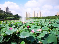 -前关湿地公园