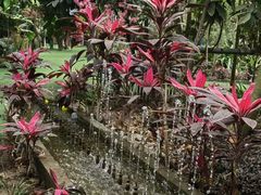 -呀路古热带植物园