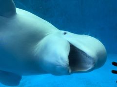 -海合安成都极地海洋公园