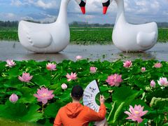 -荷花荡