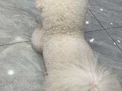 -瑞鹏宠物医院·骨科·猫科·内科(第一中心)