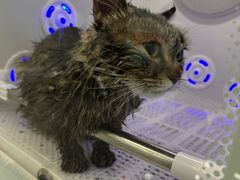 -爱洗澡的猫(望京店)