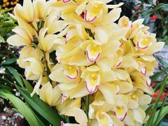 -溪岸路花鸟市场