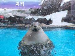 -海合安成都极地海洋公园