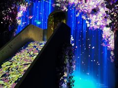 -大塘金香草谷
