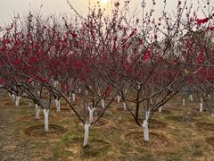 -永定河休闲森林公园