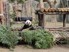 -上海野生动物园