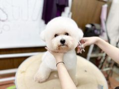 -鑫艺宠物美容培训学校