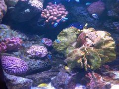 -暹罗海洋世界