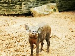 -清迈夜间动物园