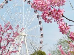 -顾村公园