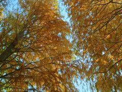 -上海海湾国家森林公园