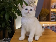 -山宅一喵德文卷毛猫舍