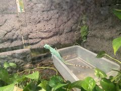 -上海大自然野生昆虫馆(东方明珠·爬宠昆虫探索中心)