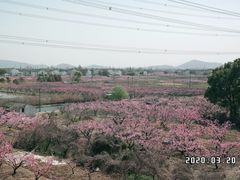 -田园东方蜜桃村的田野营地