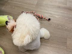 -柴迷FANS CLUB·柴犬狗咖·猫咖
