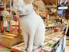-猫的天空之城概念书店(丽江古城饮玉巷店)