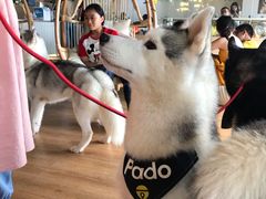 -Husky Go! 哈士奇体验馆·宠物咖啡厅狗咖