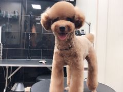 -小尾巴宠物店(万科·金域华庭店)