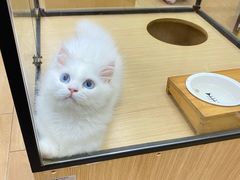 -袖虎猫馆(十亩地店)