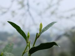 -西湖游船