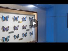 -上海昆虫博物馆