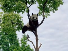 -上海野生动物园