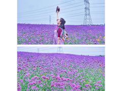 -紫颐香薰山谷景区
