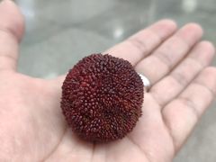 -咬不得高祖生煎·简餐(高银街店)
