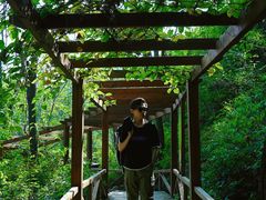 -大岭沟猕猴桃谷风景区