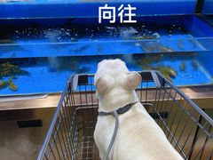 -攀枝花·任德琼·盐边羊肉米线
