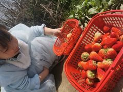 -喜杨洋草莓采摘园