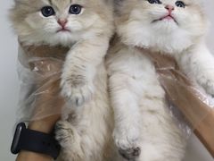 -lincat·猫舍(广州店)