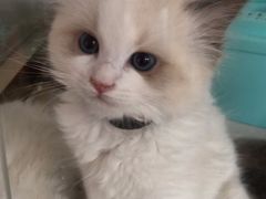 -糯米喵星人总部直营旗舰店·猫舍·幼猫出售